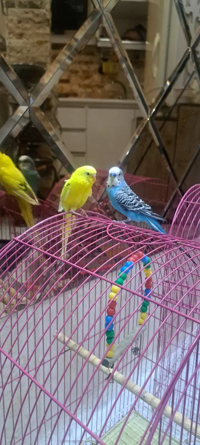 یک جفت مرغ عشق اهلی|پرنده|تبریز, |دیوار