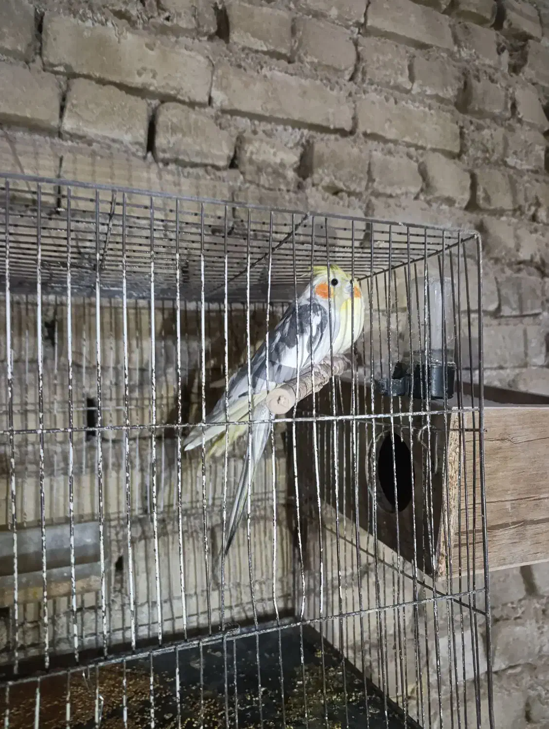 عروس هلندی|پرنده|مشهد, وکیل‌آباد|دیوار