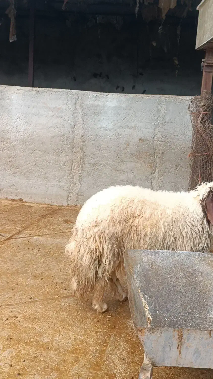 فروش ۷۰ راس بره پای پروار|حیوانات مزرعه|قلعه شاهین, |دیوار