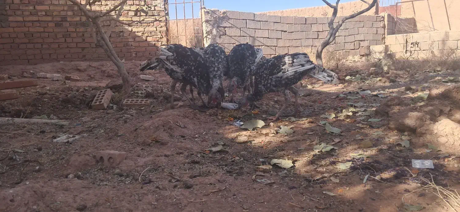 بوقلمون گوشتی|حیوانات مزرعه|پائین جام, |دیوار