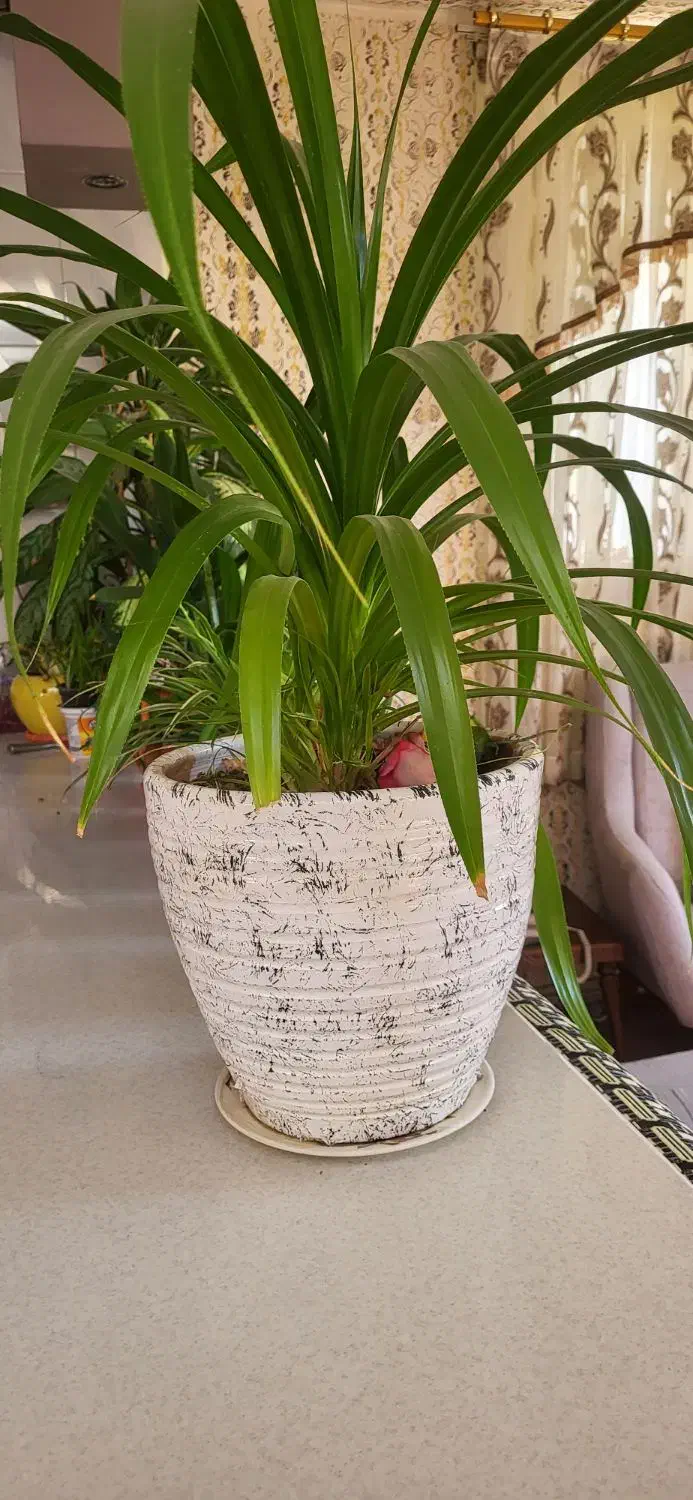 فروش گل|گل و گیاه طبیعی|سنندج, |دیوار