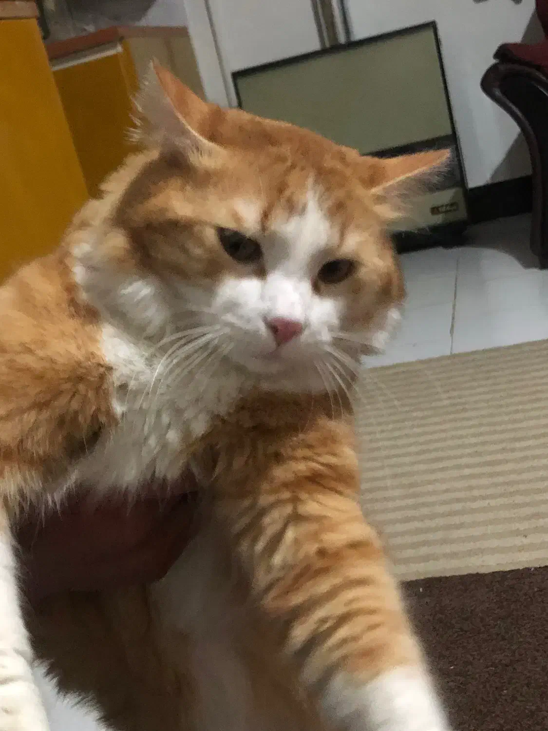 گربه|گربه|محمدشهر, ولدآباد بزرگ|دیوار