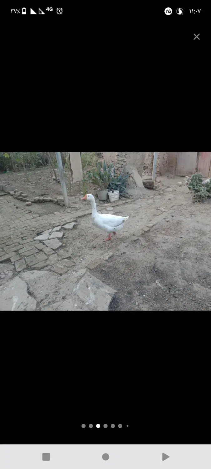 غاز نر فروشی|حیوانات مزرعه|سنگدوین, |دیوار