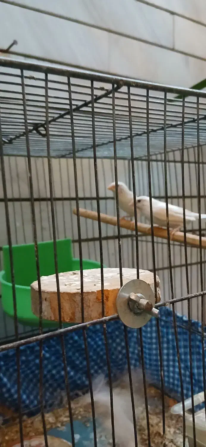 فنچ بنگالی سفید|پرنده|شاهینشهر, عطار|دیوار