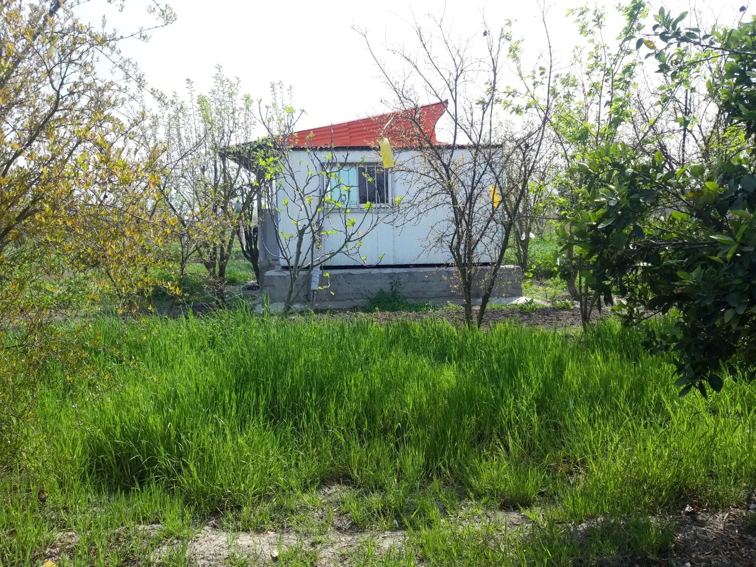 یک باب مغازه با۸۰۰ مترباغ یکجا هم نقدهم معاوضه|فروش مغازه و غرفه|گرگان, |دیوار