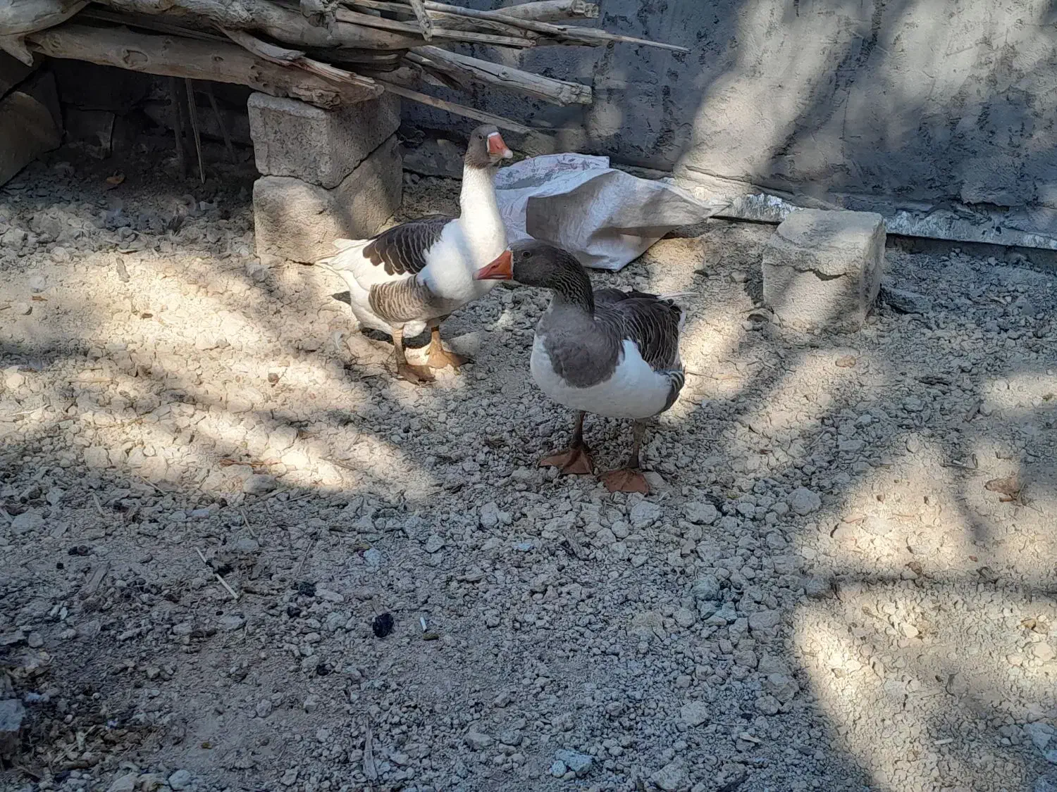 غاز|حیوانات مزرعه|شادگان, |دیوار