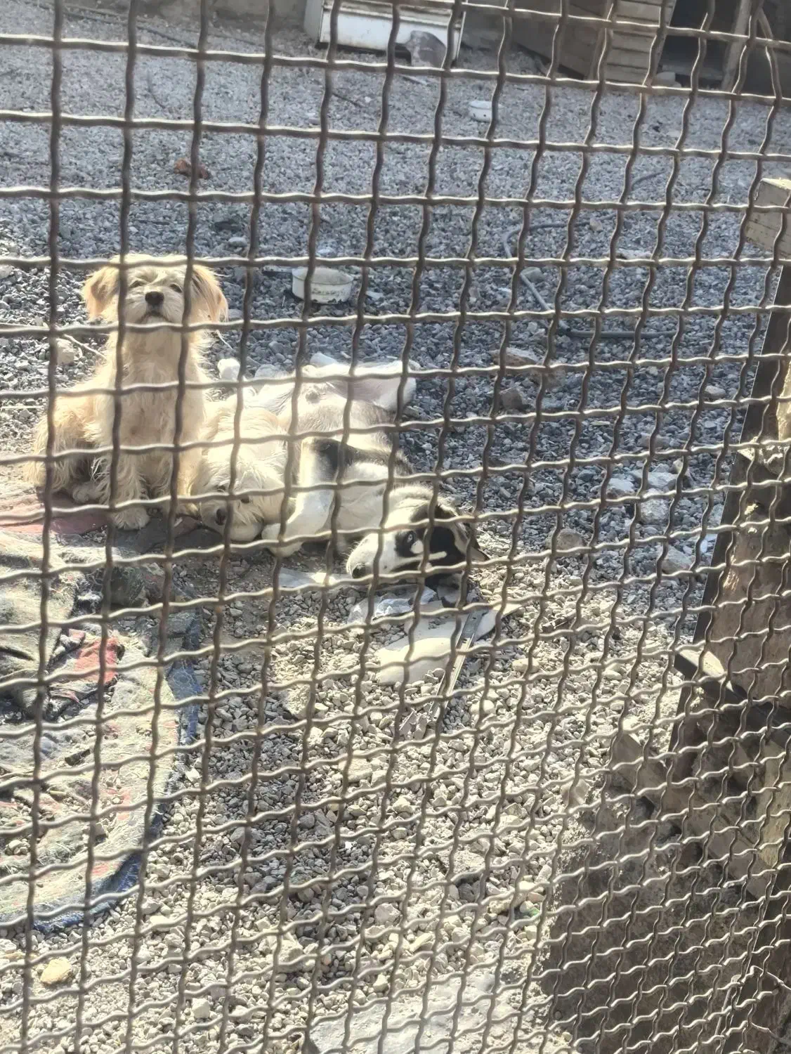 سگ هاسکی|سگ|فیروزآباد (فارس), |دیوار