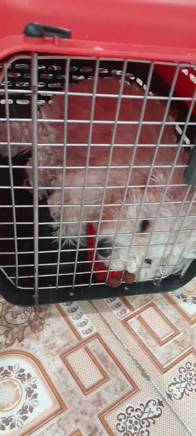 نژاد شیتزو تریر ماده|سگ|کرج, کرج نو|دیوار