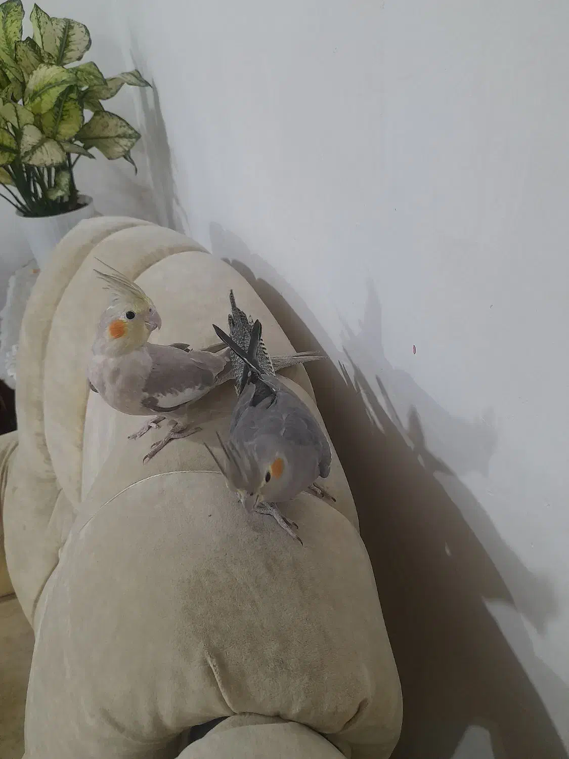 عروس هلندی نر وماده|پرنده|کوچصفهان, |دیوار