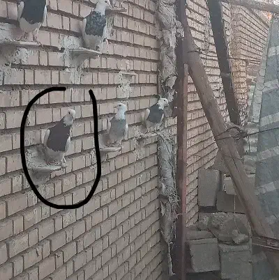 طوقی|پرنده|گتوند, |دیوار