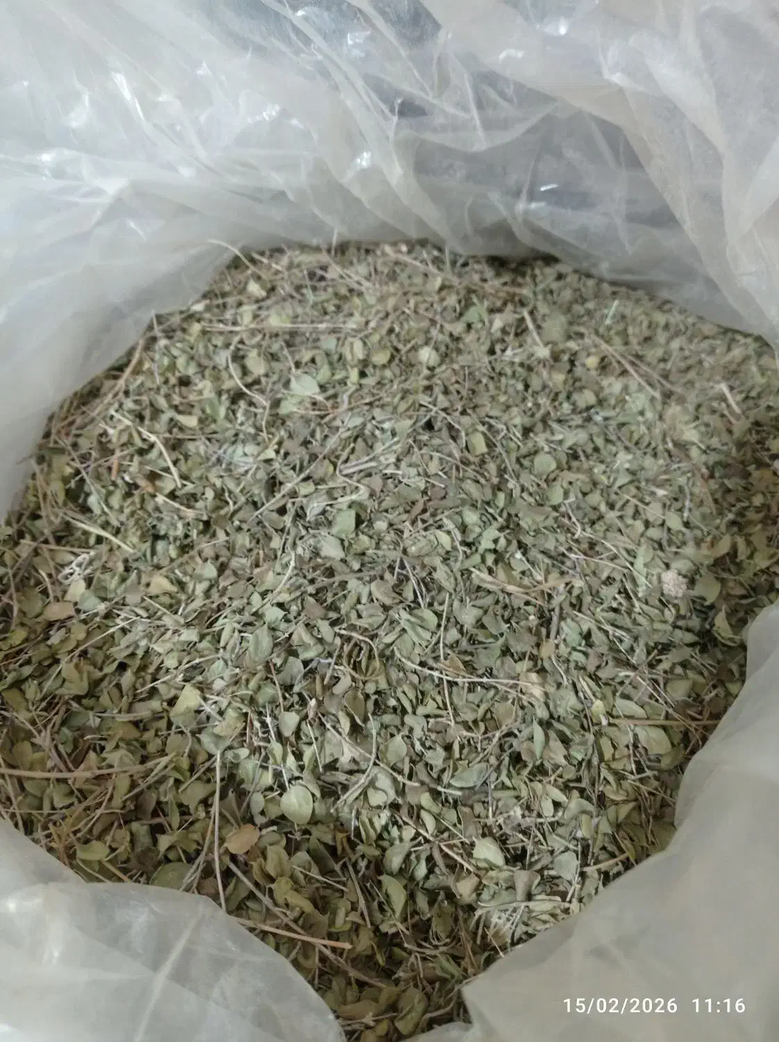 اویشن کوهی|گل و گیاه طبیعی|جم, |دیوار