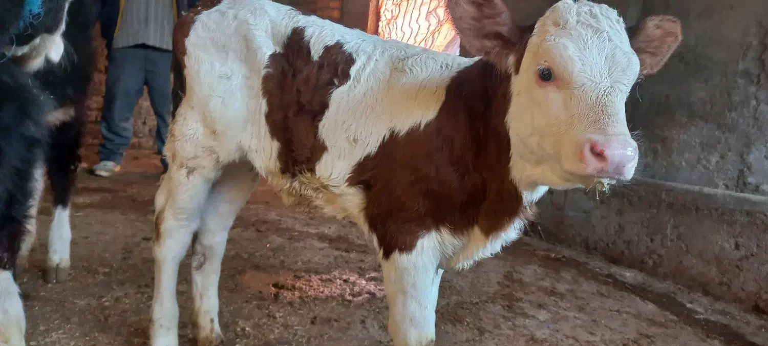 گوساله سمینتال و هلشتاین|حیوانات مزرعه|سرخنکلاته, |دیوار