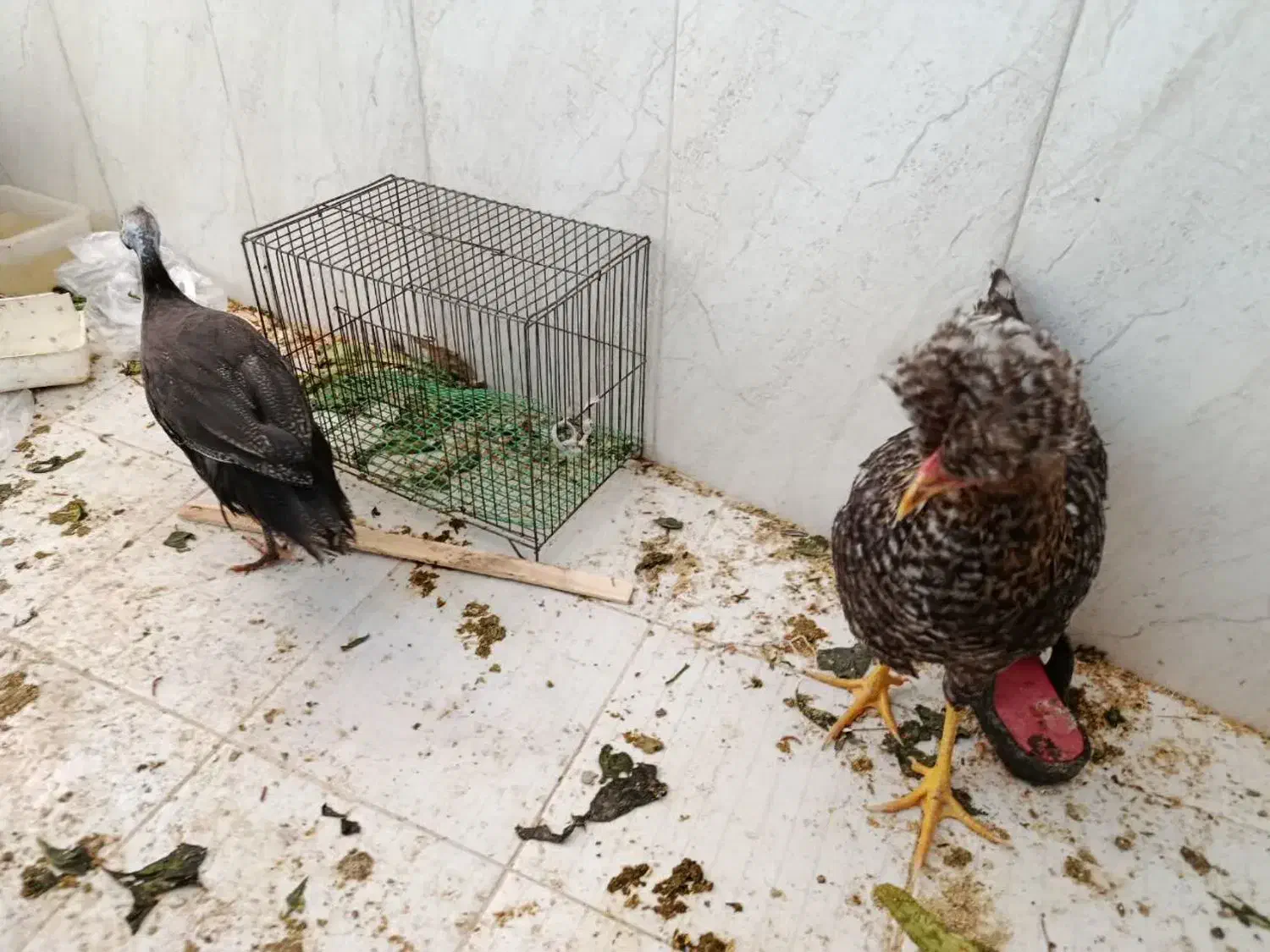 مرغ سلطانی و مرغ شاخ دار|حیوانات مزرعه|قم, بنیاد|دیوار