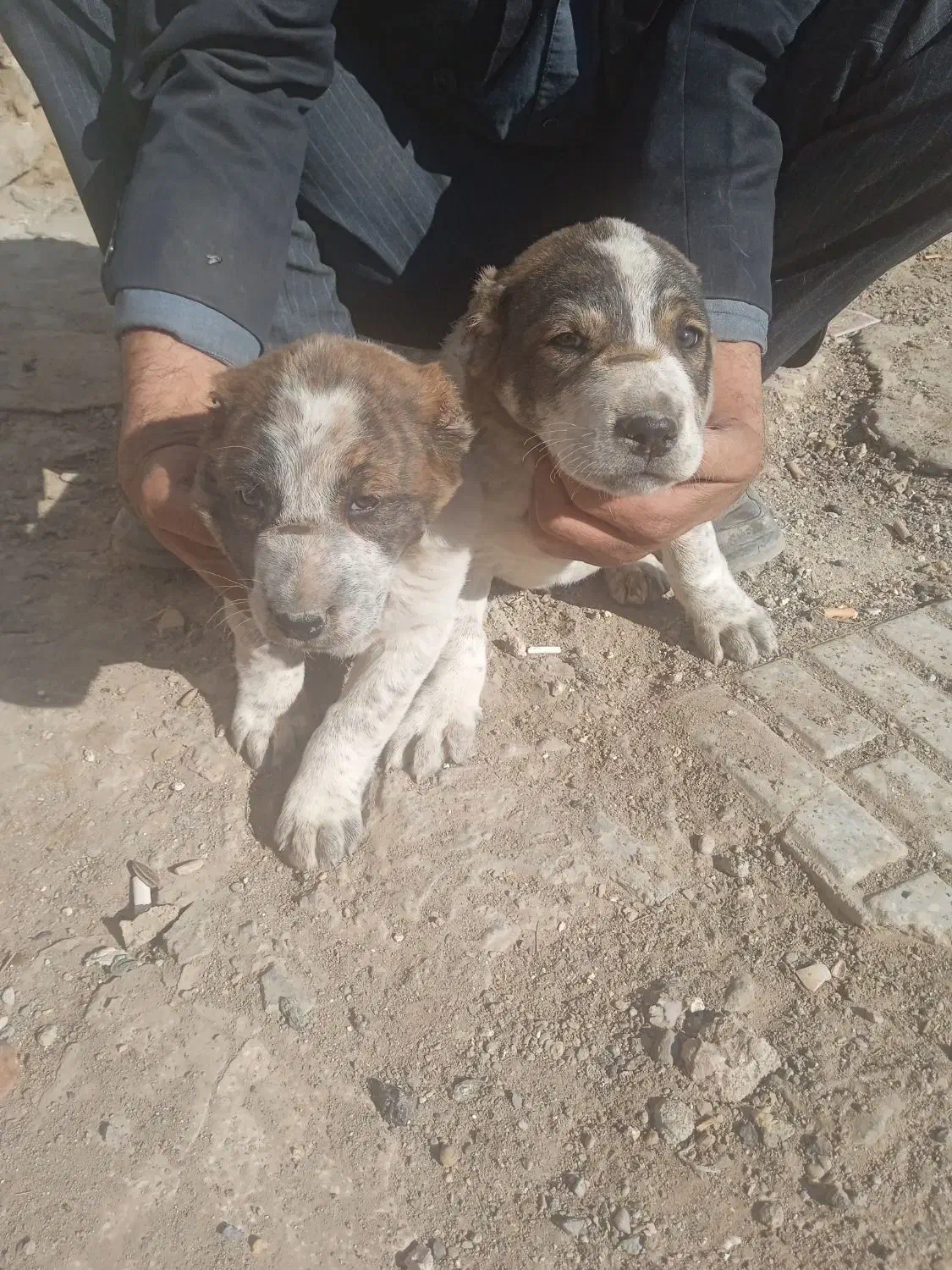 توله ها با سگ فروشیه|سگ|تربتحیدریه, باغ سلطانی|دیوار