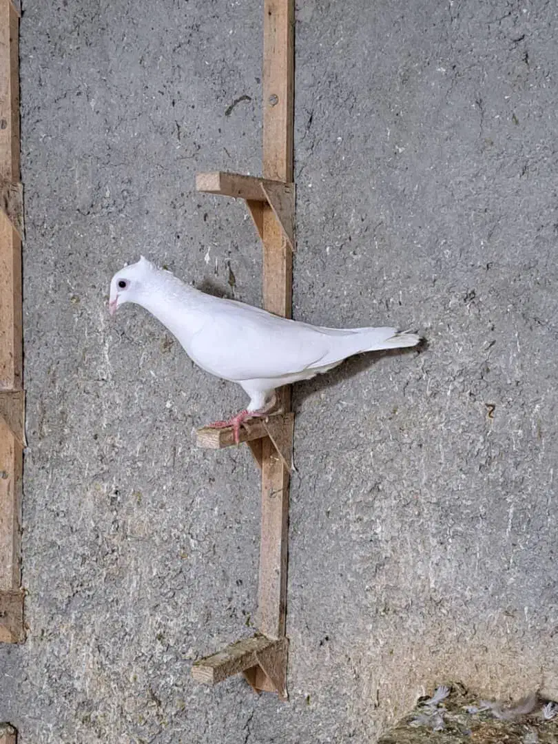 سفید کاکلی ماده عتیقه|پرنده|لار, |دیوار