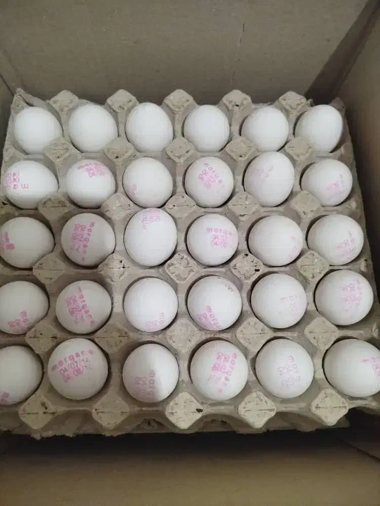 تخم مرغ وزن. ده و نیم ..کودی|خوردنی و آشامیدنی|بهارستان, |دیوار