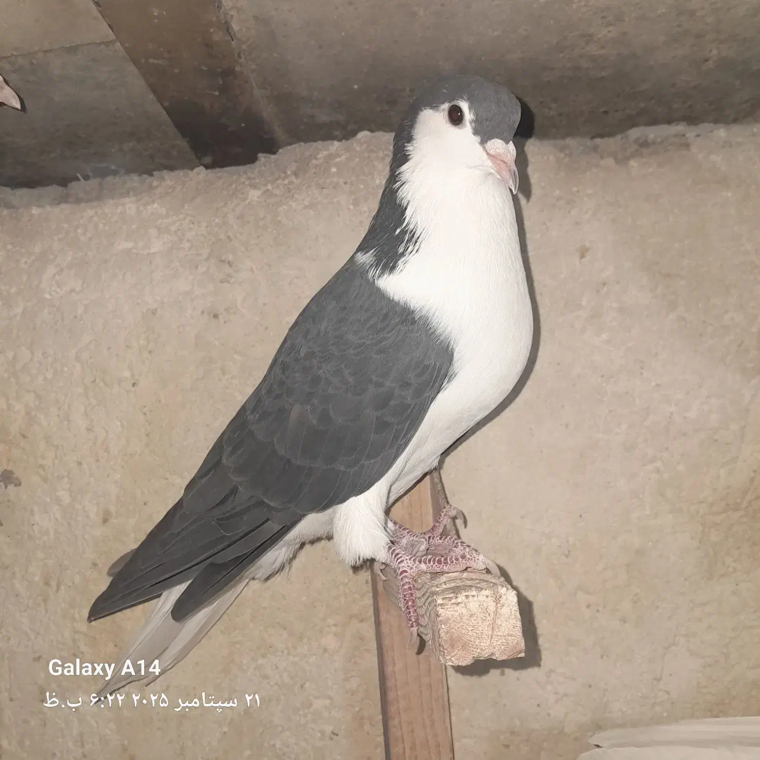 سه تا ماده شهری|پرنده|شیراز, شریف‌آباد|دیوار