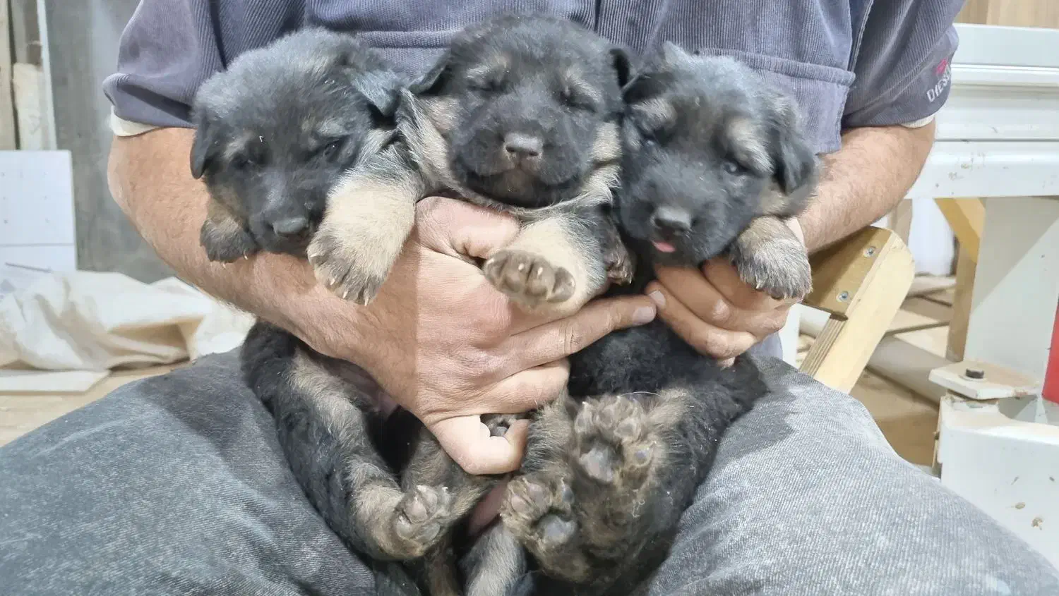 واگذاری تولسگ ژرمن|سگ|اصفهان, آزادان|دیوار