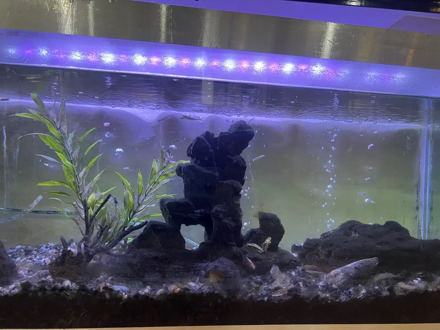 آکواریوم با تمام وسایل ۷۰۰۰۰۰۰|ماهی|رشت, گلباغ نماز|دیوار