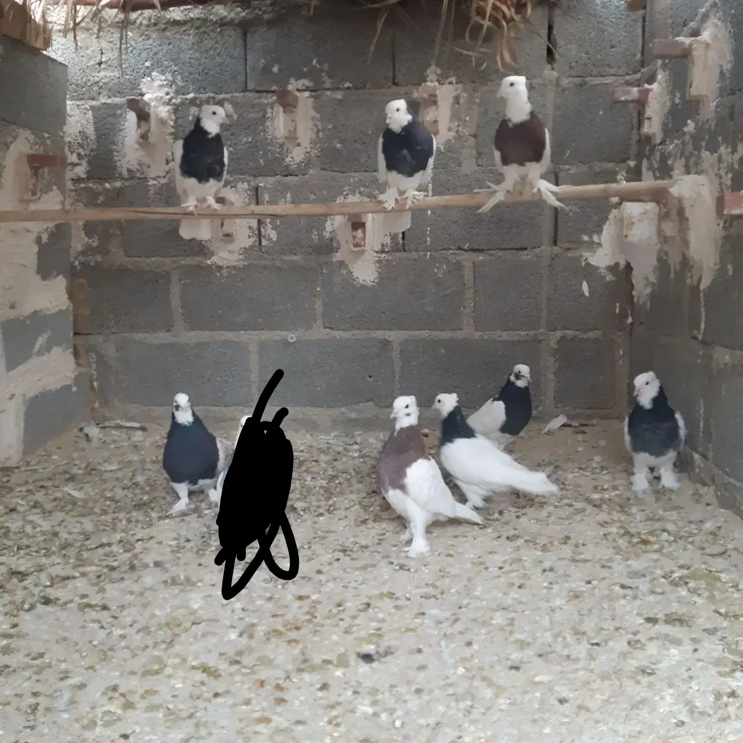 تعدای طوق سیاه درجه یک مشتری واقعی تماس|پرنده|داراب, |دیوار