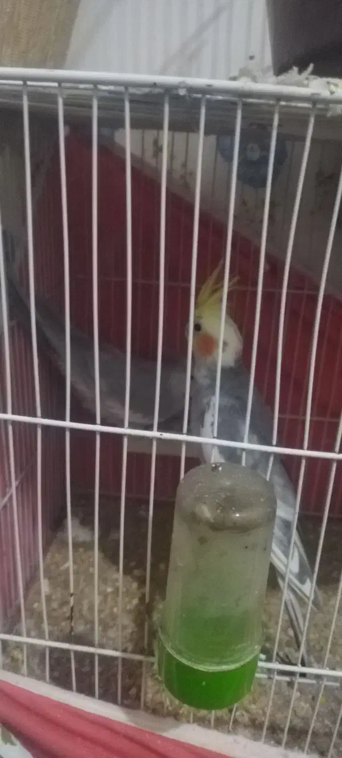 جفت عروس هلندی لوتینو و وایت|پرنده|تربت‌حیدریه, داروپخش|دیوار