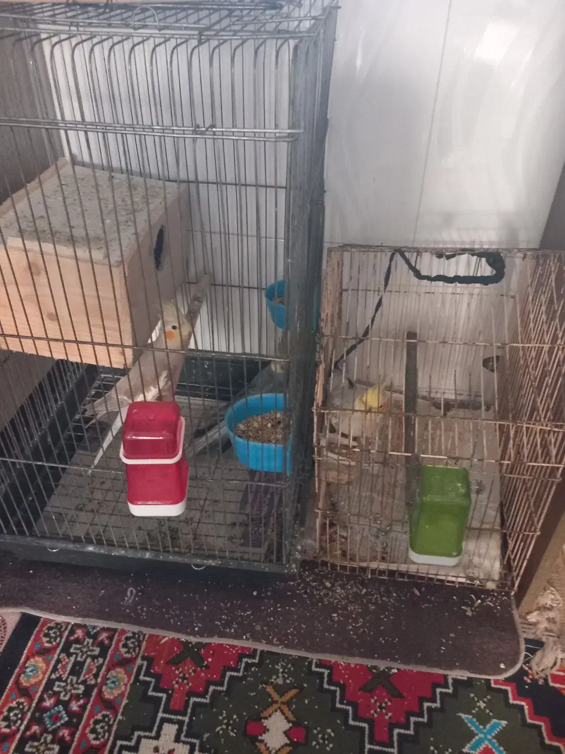 فروش ۳عدد عروس هلندی|پرنده|چاف و چمخاله, |دیوار