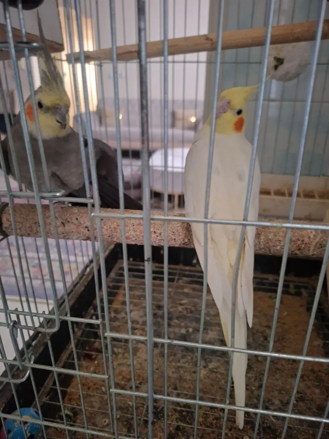 عروس هلندی|پرنده|مشکین‌دشت, |دیوار