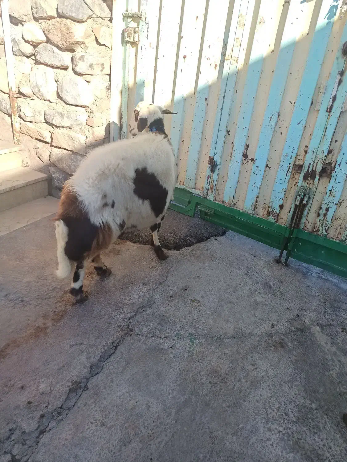 میش پلنگی پوست گاوی|حیوانات مزرعه|فیروزآباد (لرستان), |دیوار