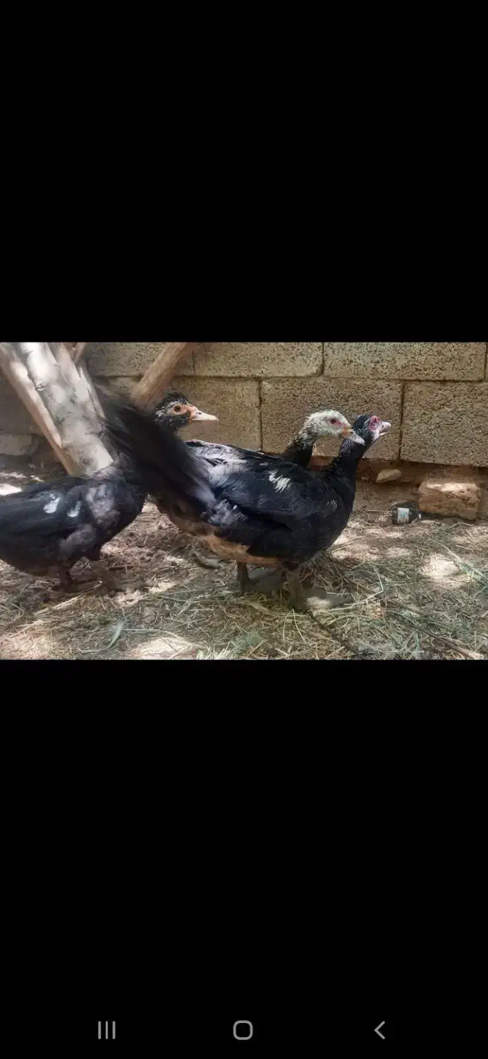 اردک اوکراینی|حیوانات مزرعه|خوانسار, |دیوار