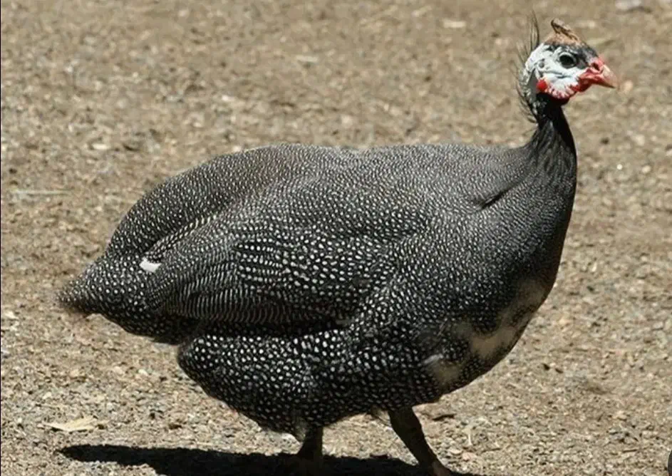 مرغ شاخدار|حیوانات مزرعه|کوه چنار, |دیوار