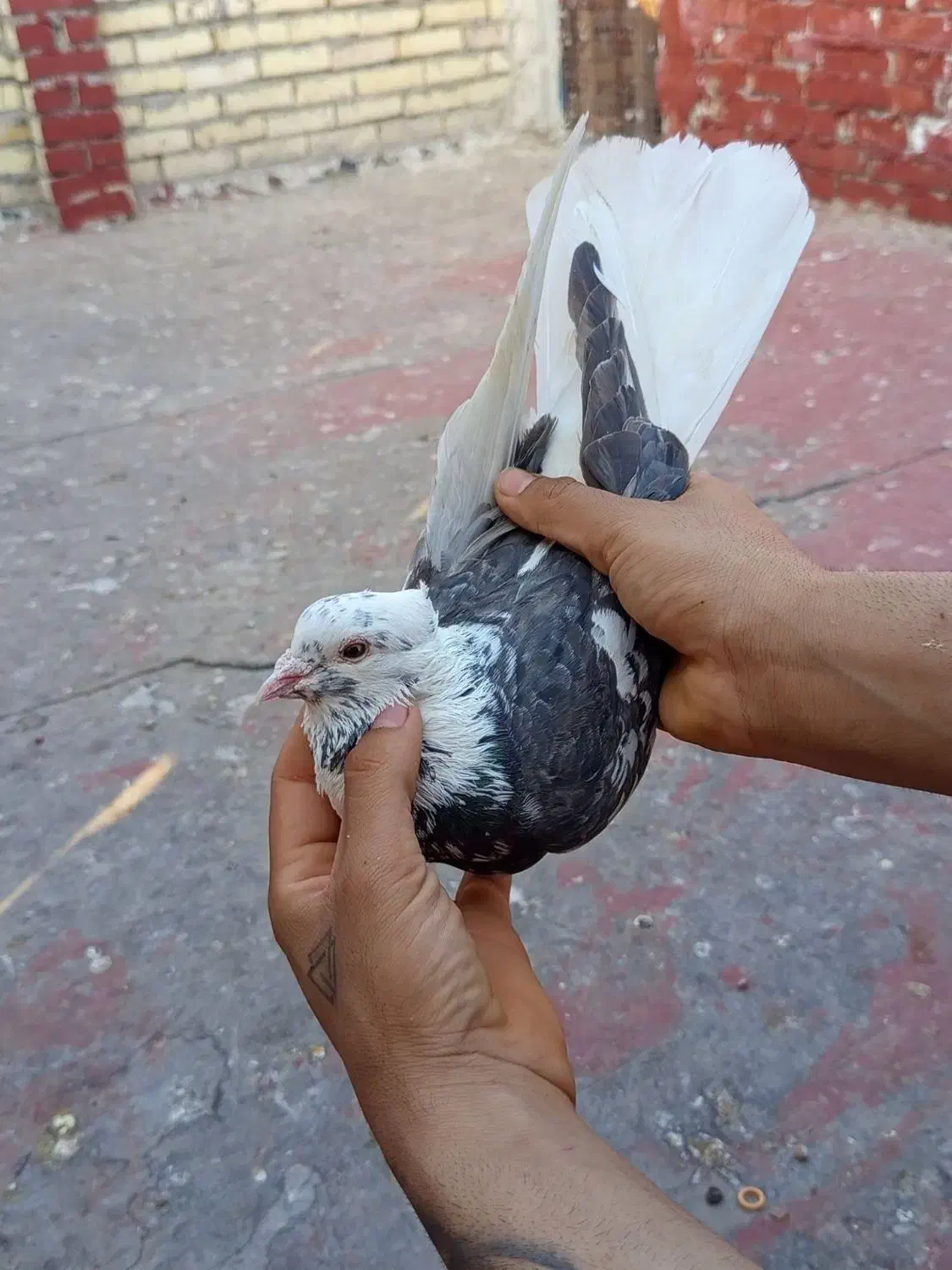 کوی مشعلی|حیوانات|اهواز, اسلام آباد غربی|دیوار