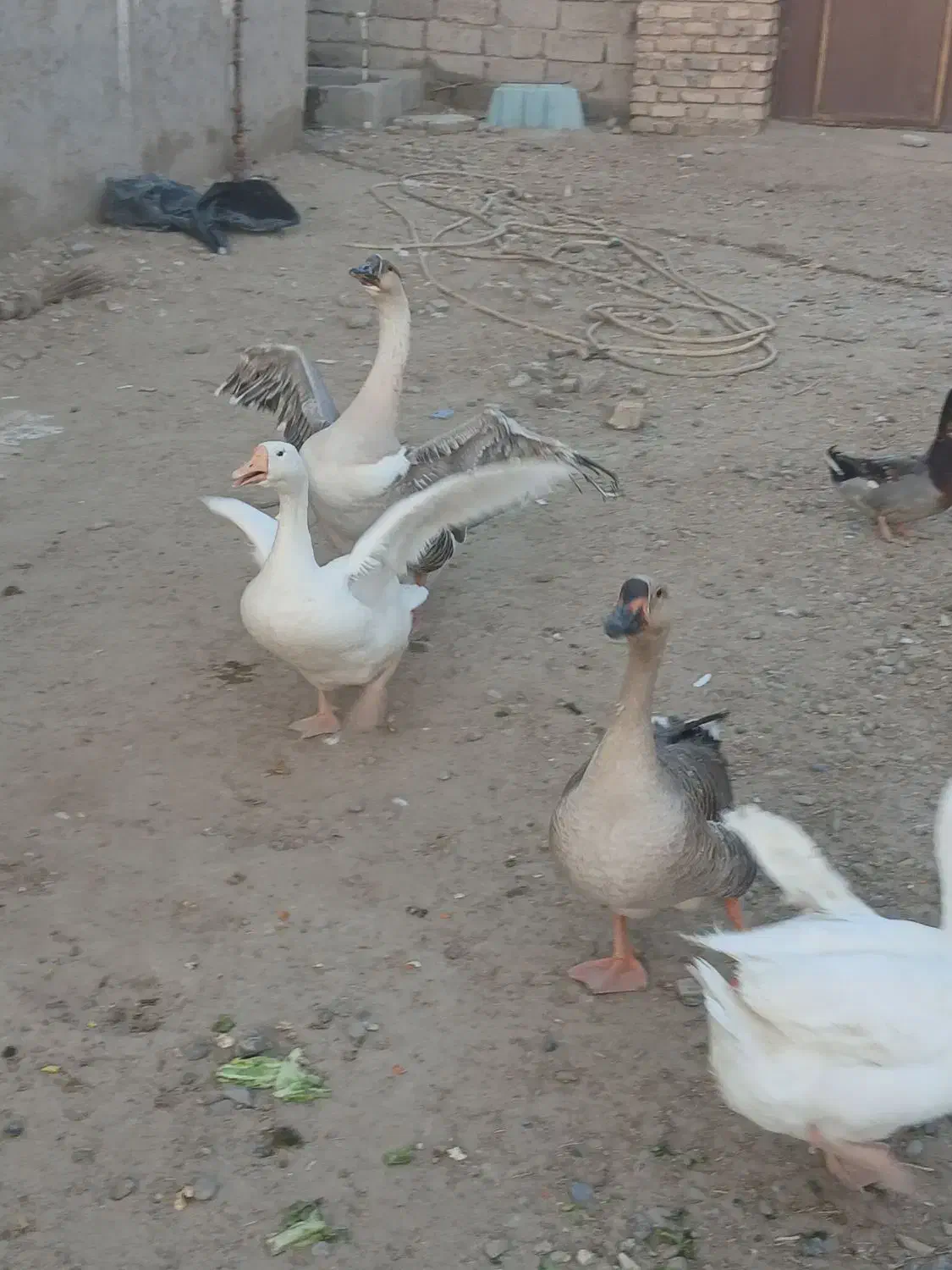 غوغاز تخم گذار|حیوانات مزرعه|زهک, |دیوار