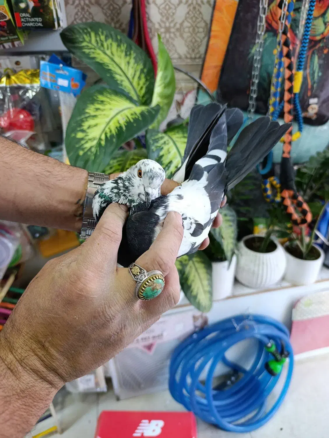 کفتر پرشی خوب|پرنده|شهریار, شهرک وائین|دیوار