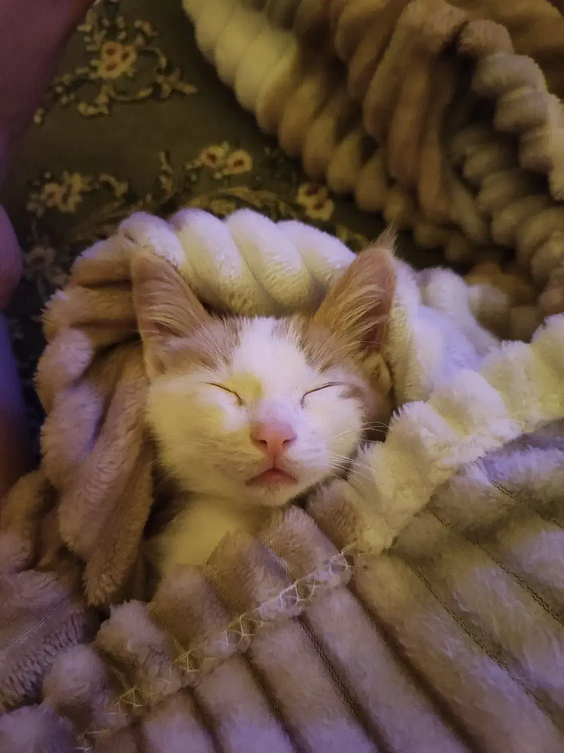 گربه|گربه|تهران, مشیریه|دیوار