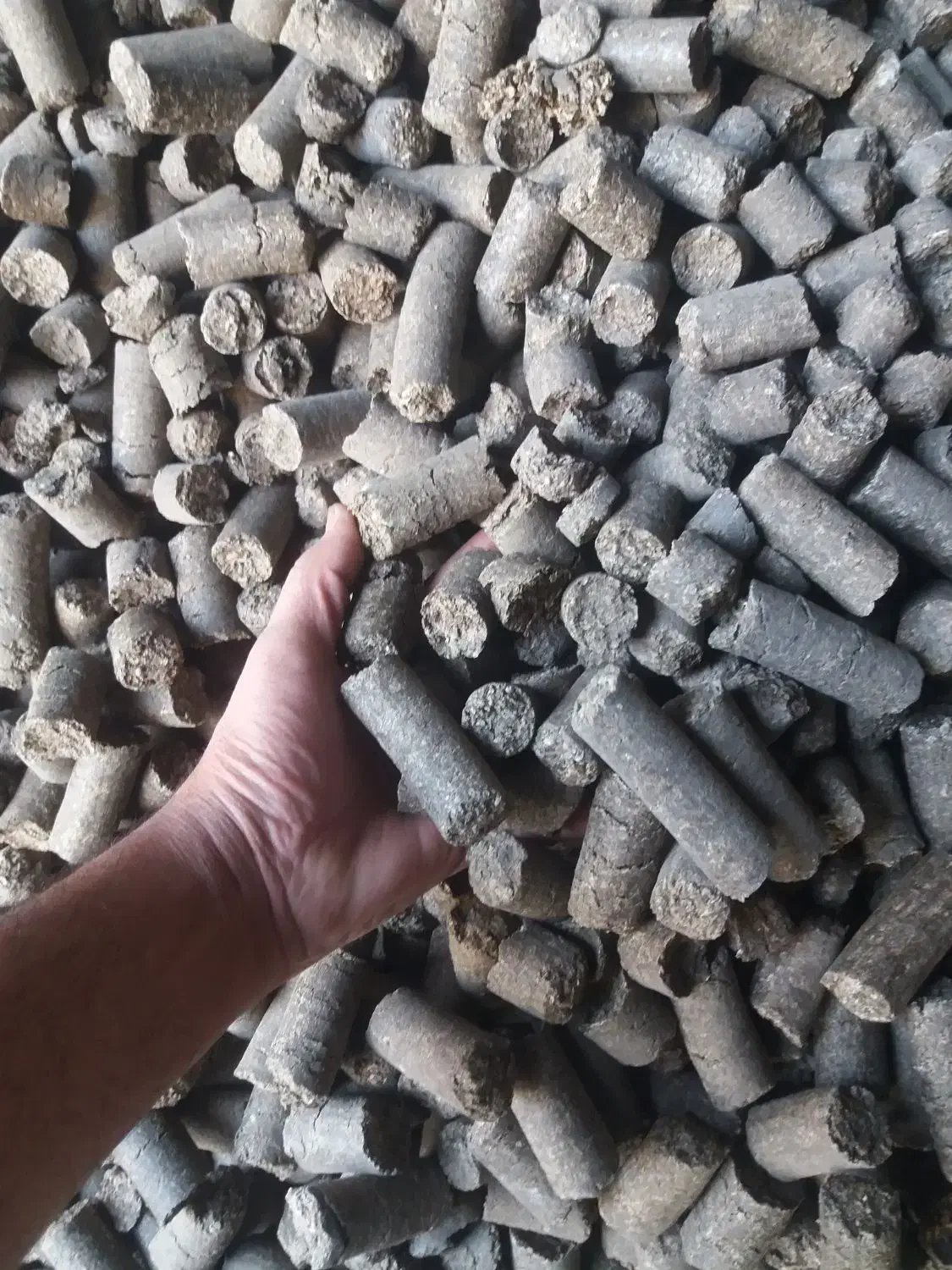 تفالهچغندرتر قندی|حیوانات مزرعه|سیرجان, |دیوار