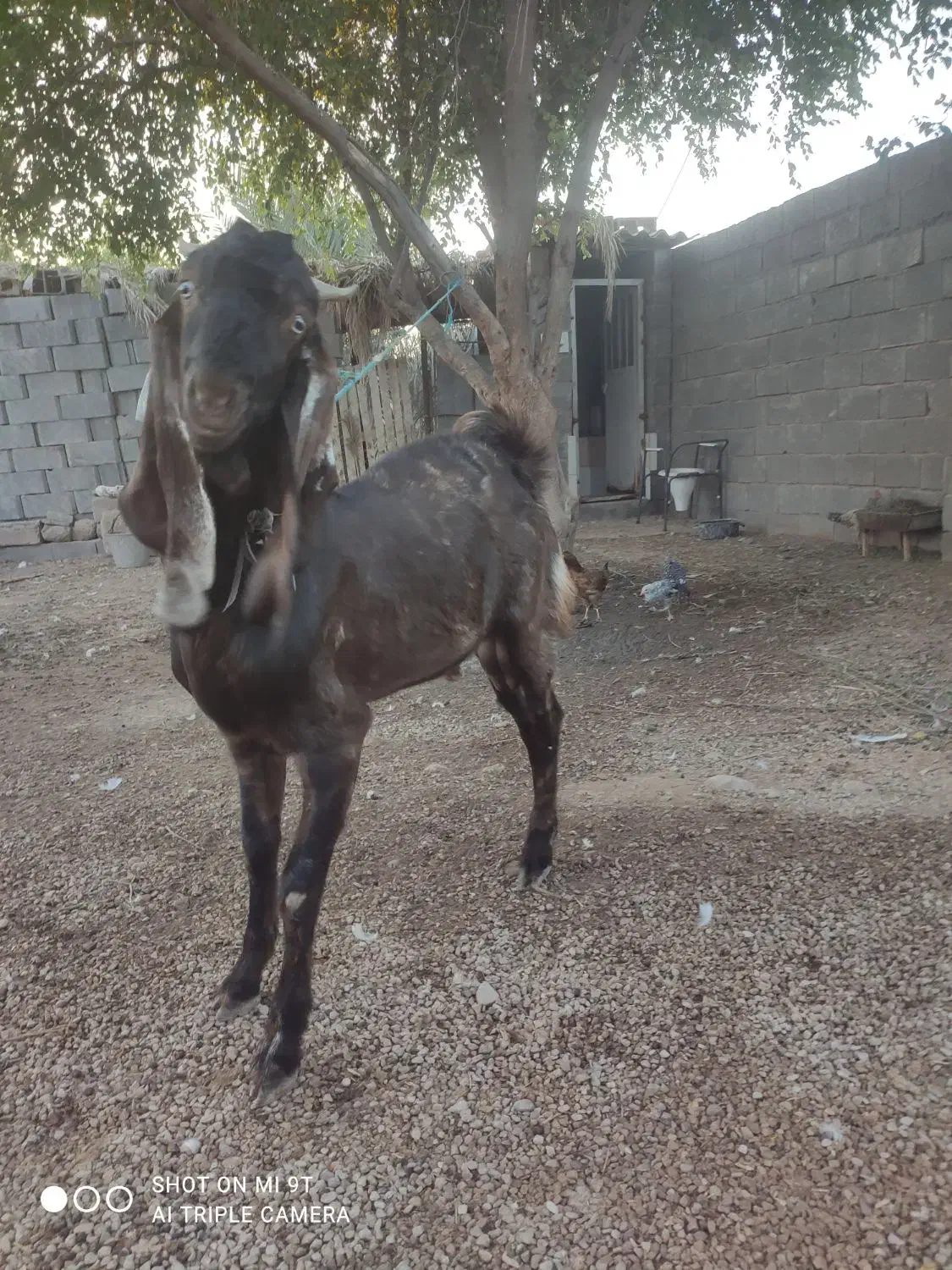 کهره پازنی|حیوانات مزرعه|شبانکاره, |دیوار