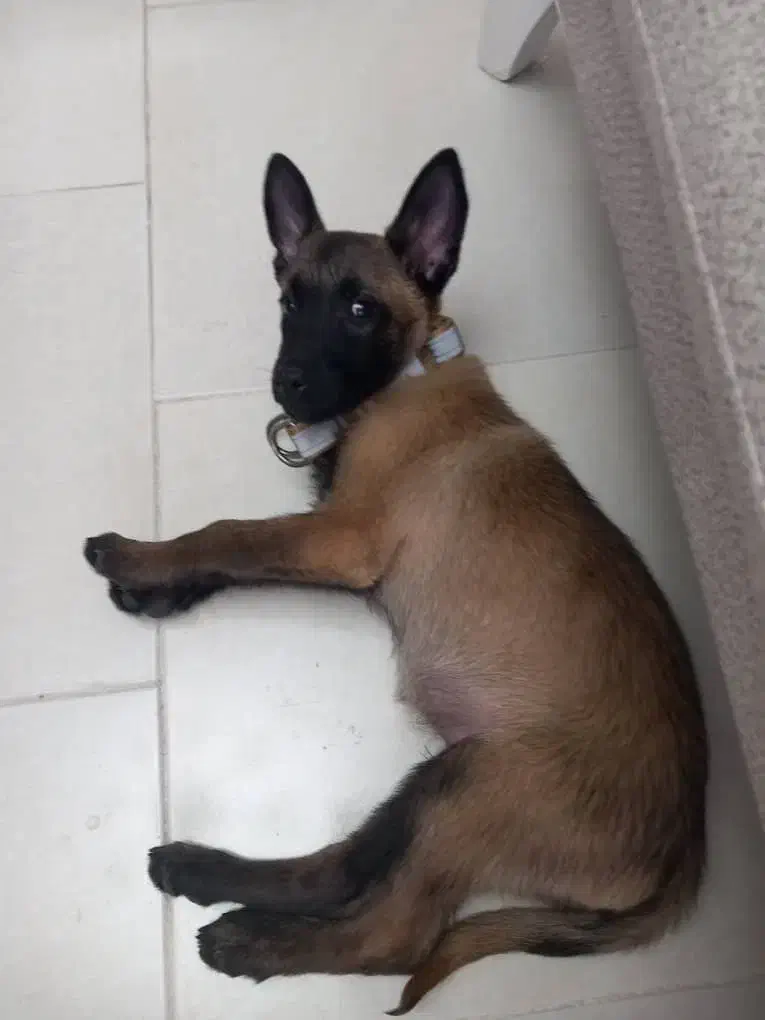 فروش یک قلاده سگ|سگ|کرج, گوهردشت|دیوار