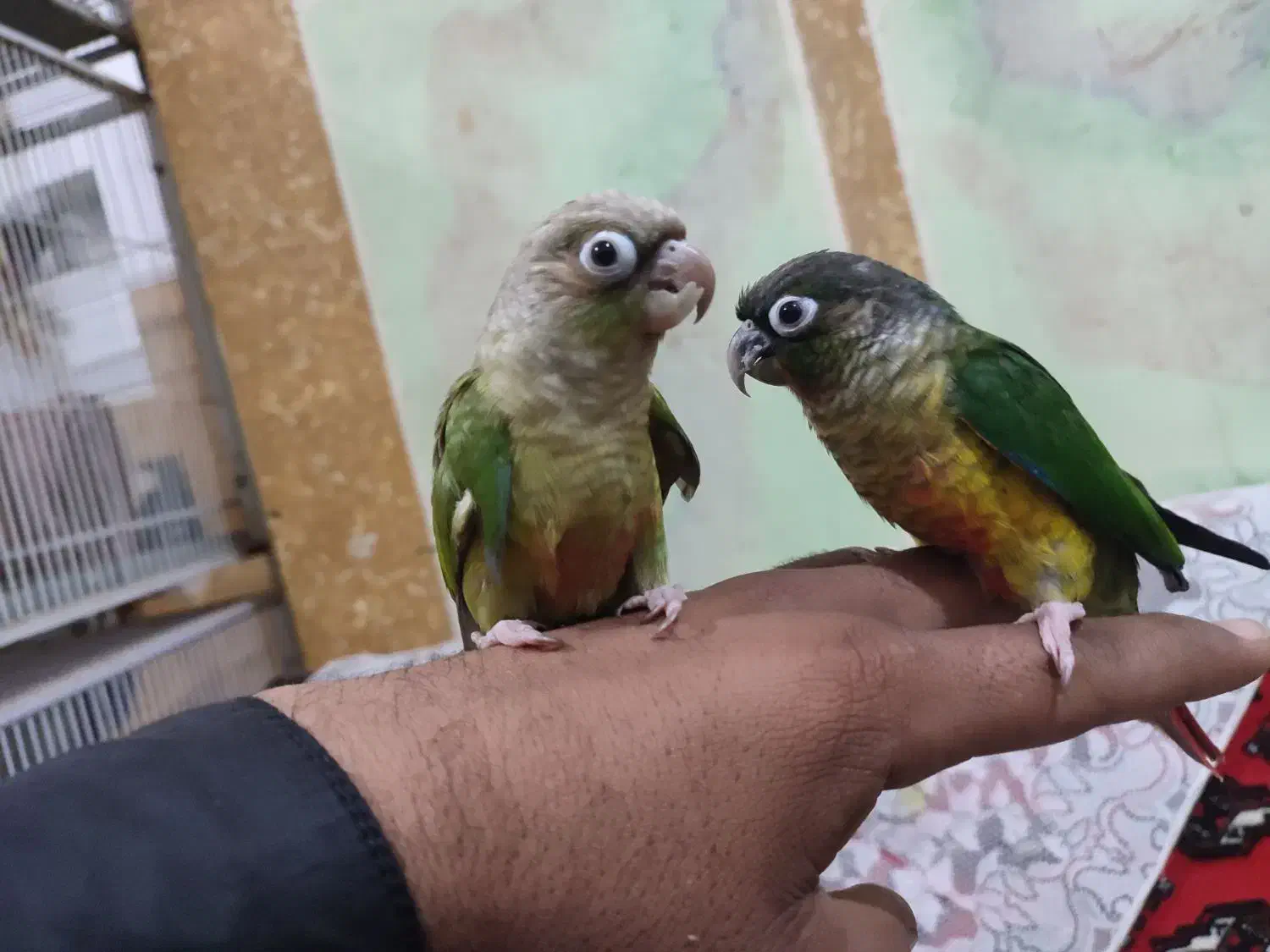 گرینچک|پرنده|سراوان, |دیوار