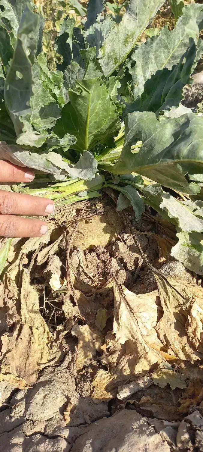 پیش فروش چغندر ولایتی مخصوص دام|خدمات باغبانی و درختکاری|زاوه, |دیوار