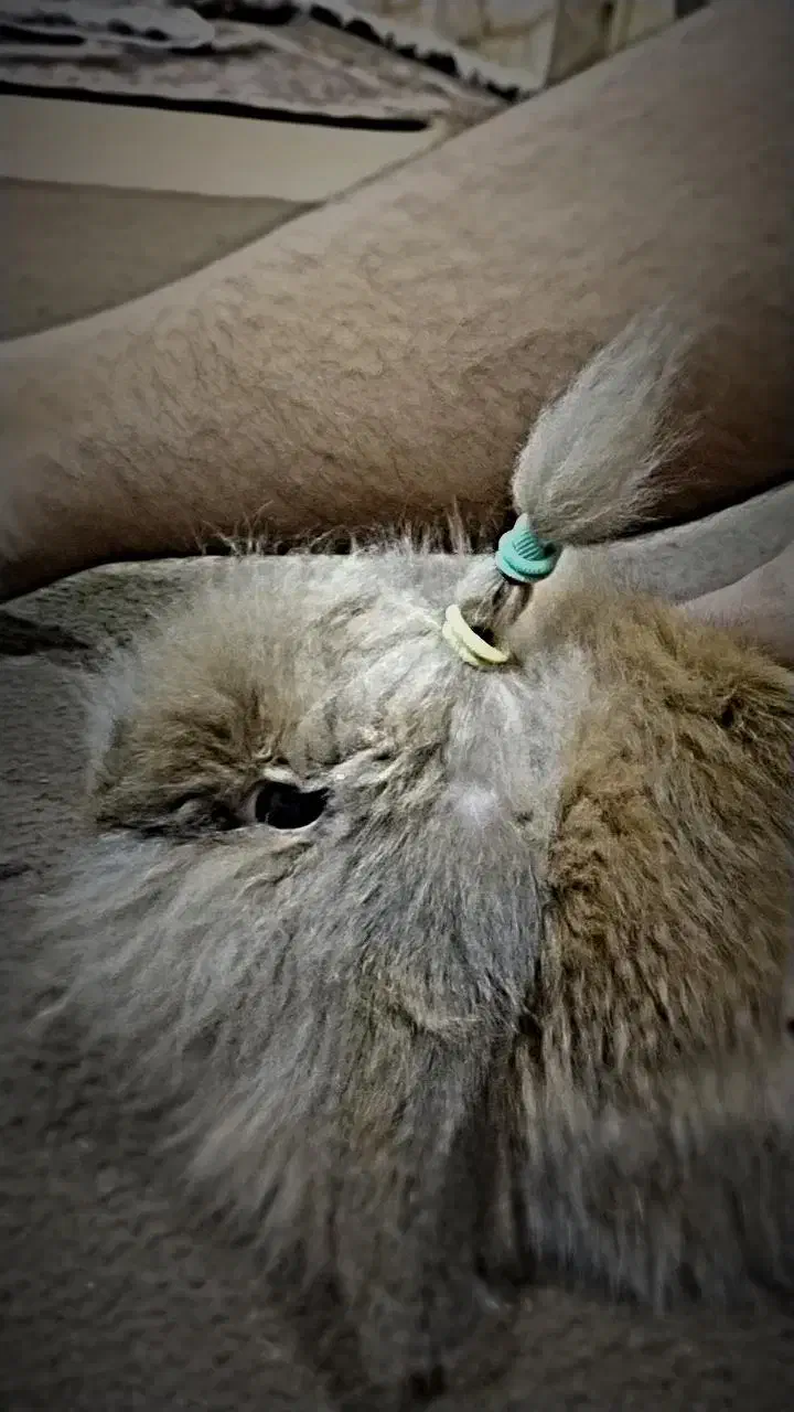 خرگوش|موش و خرگوش|برازجان, |دیوار