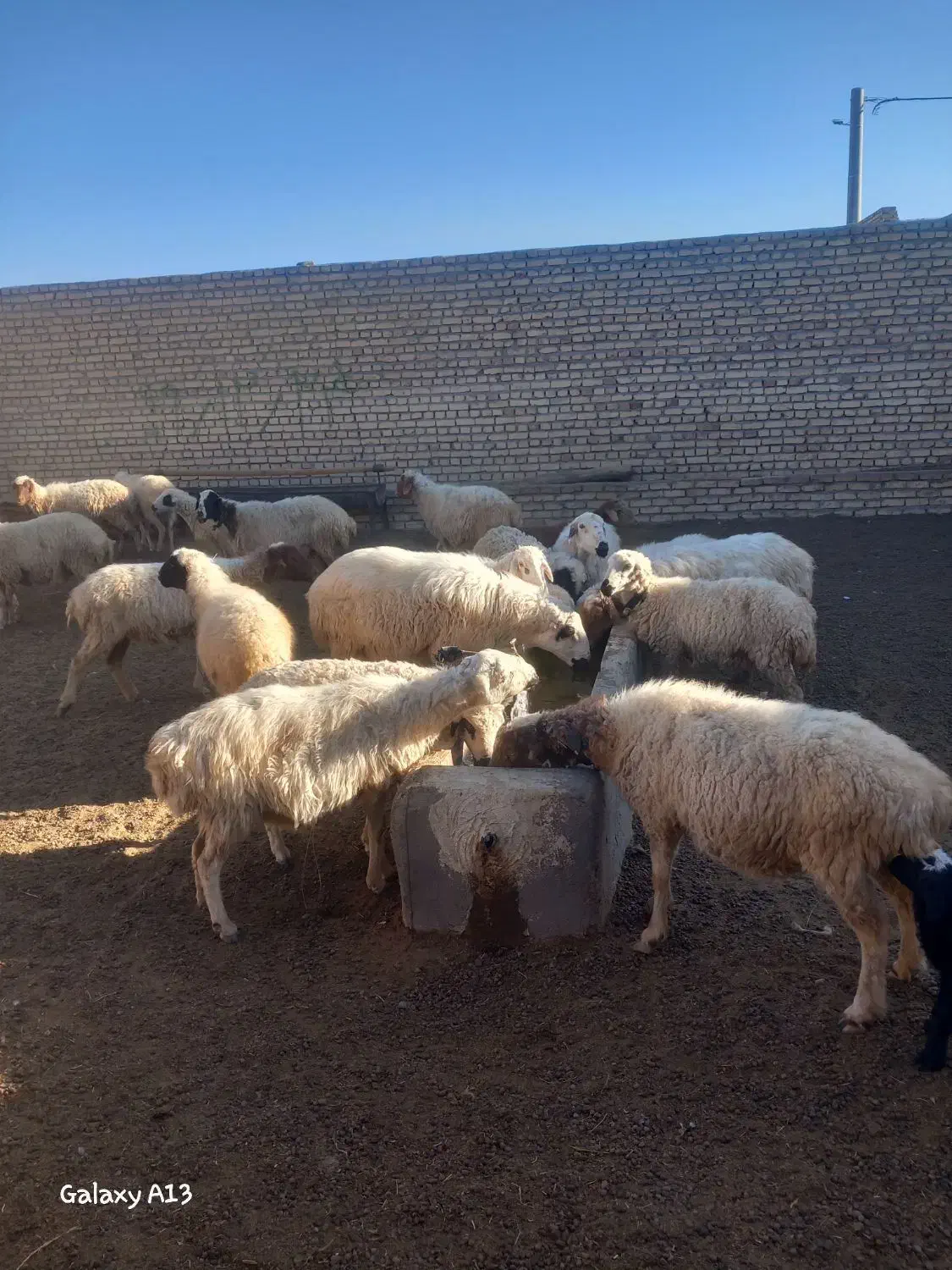 میش وکاور|حیوانات مزرعه|شهرآباد, |دیوار