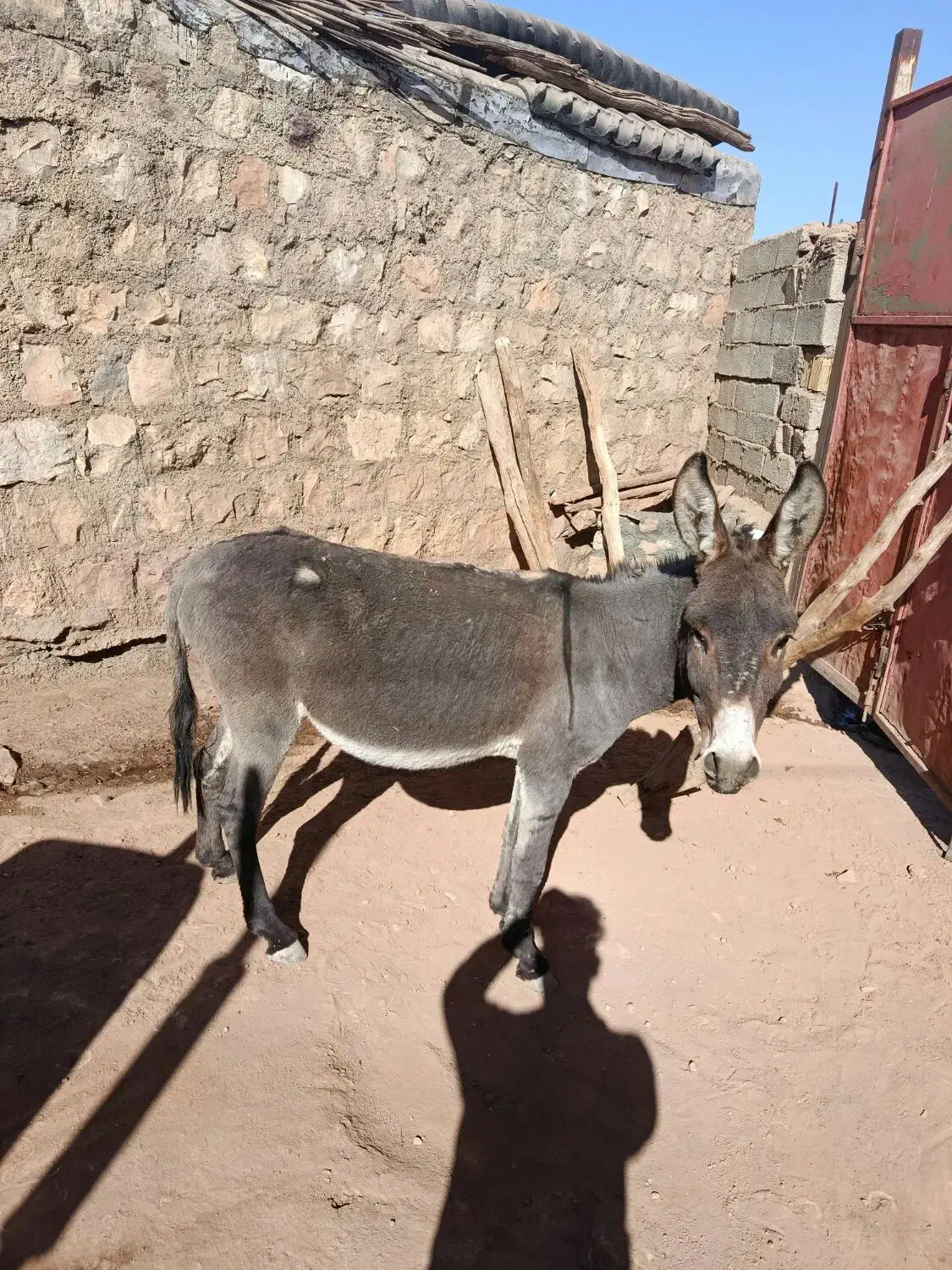 ی الاغ کاری وسالم|حیوانات مزرعه|کوهدشت, |دیوار