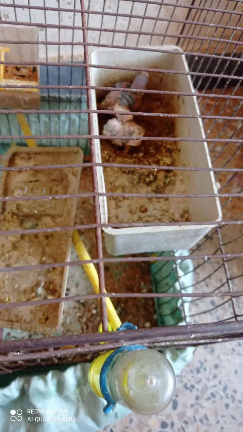 مرغ عشق فروشی|پرنده|دوگنبدان, |دیوار