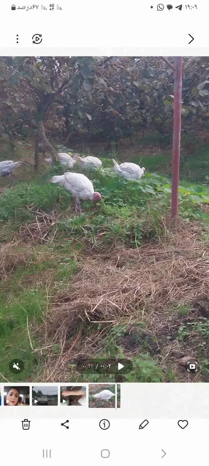 بوقلمون کیلویی 300 هزار تومان گوشتی|حیوانات مزرعه|شیرود, |دیوار