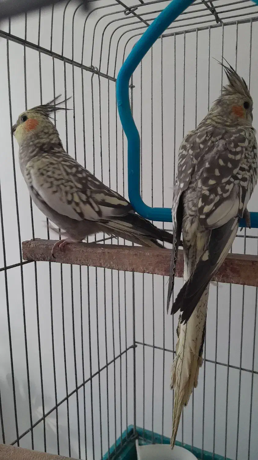 دو عدد عروس هلندی|پرنده|پاکدشت, پاکدشت (مامازند)|دیوار