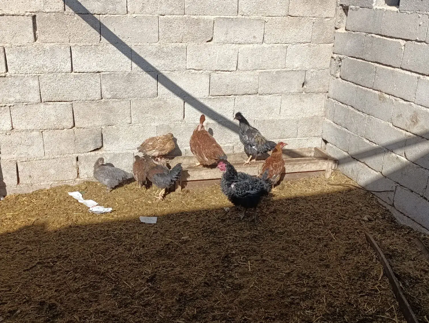 جوجه زینتی|حیوانات مزرعه|فامنین, |دیوار