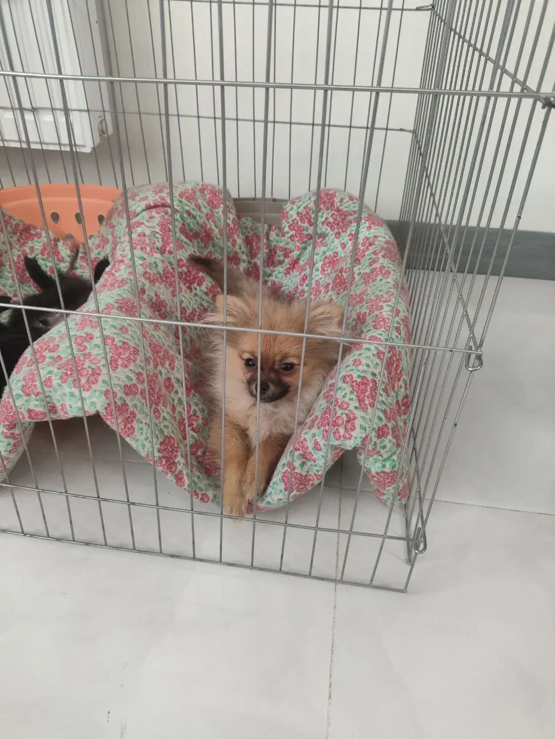 واگذاری|سگ|شاهین‌شهر, شهرک امام علی|دیوار