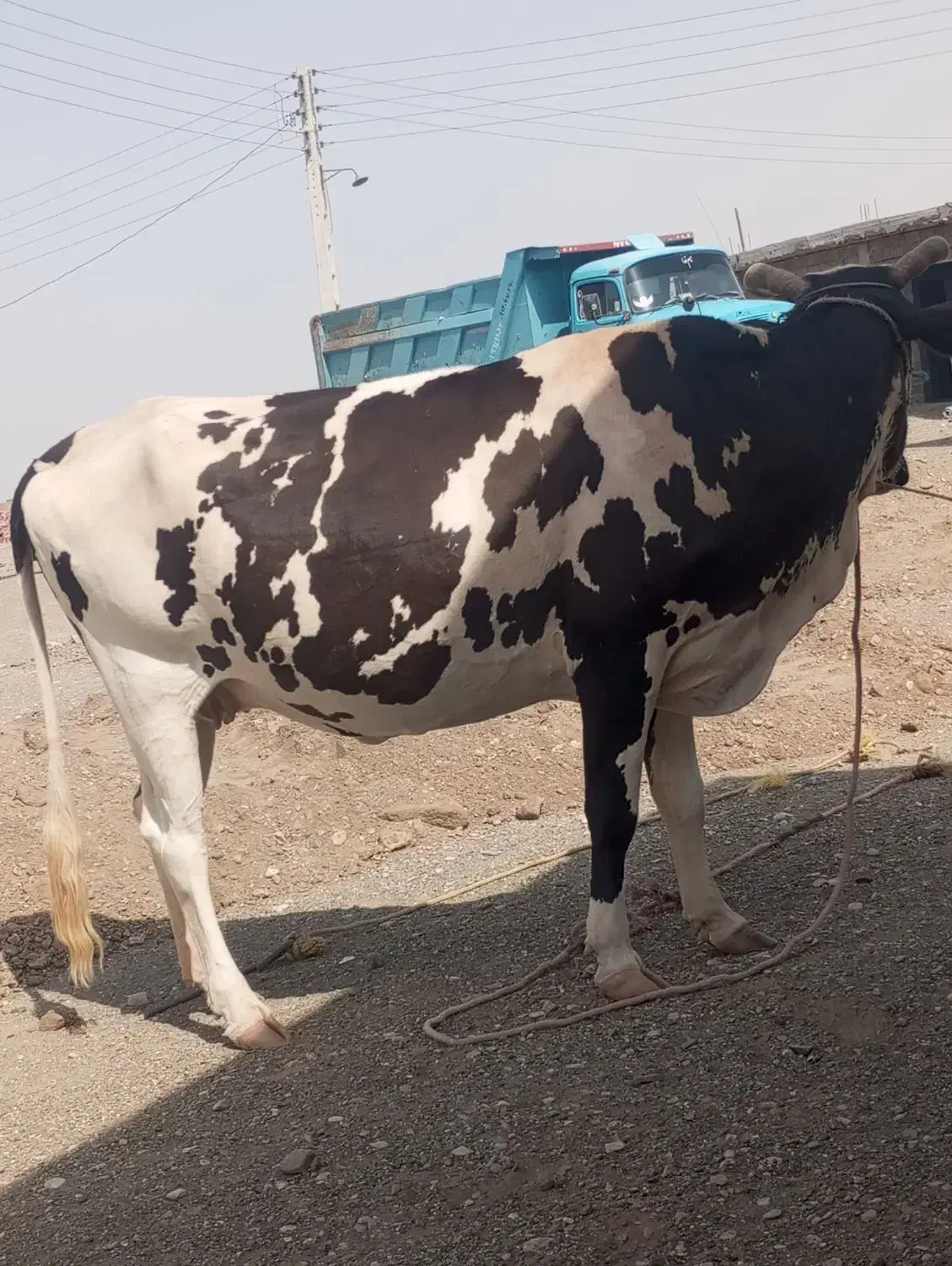 گاو اسراعیلی فروشی|حیوانات مزرعه|چاه داد خدا, |دیوار