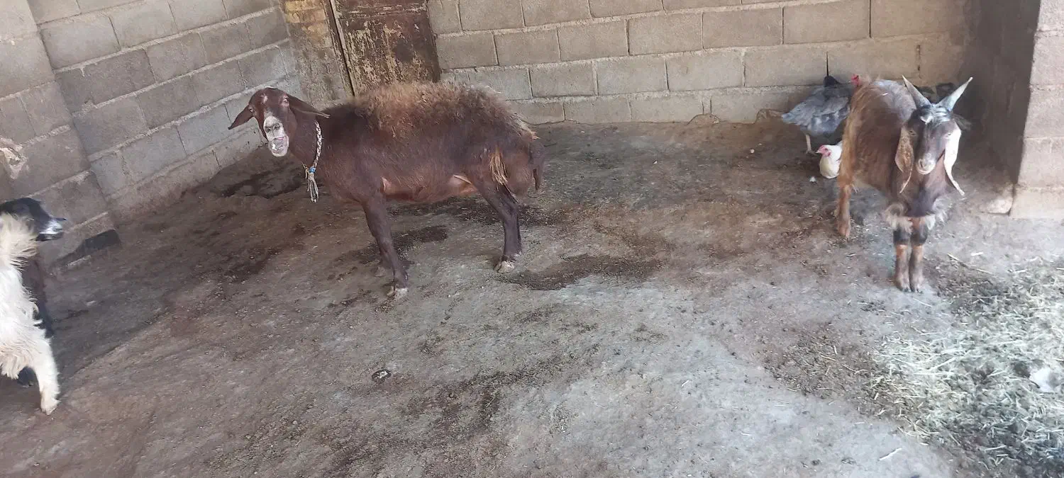 میش وبزغاله|حیوانات مزرعه|صحنه, |دیوار