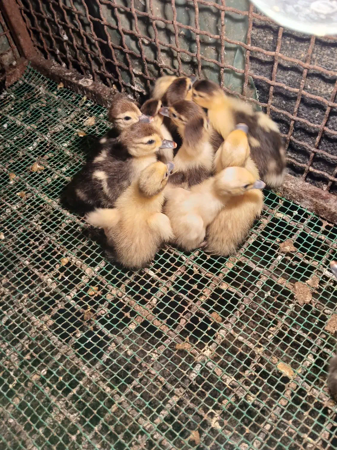 فروش بچه اردک هلندی|حیوانات مزرعه|کیاکلا, |دیوار